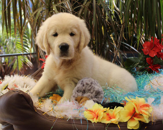 9 weeks